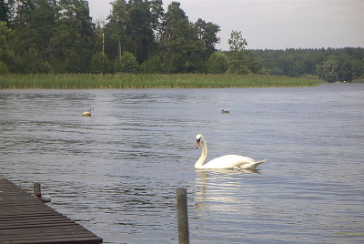 A swan on Lake Ekoln. A swan on Lake Ekoln.