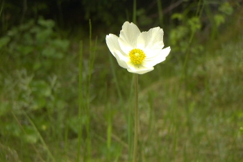 Yellow flower.